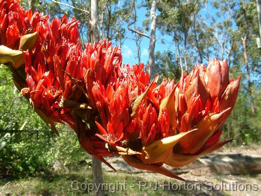 Gymea lily (Doryanthes palmeri) 